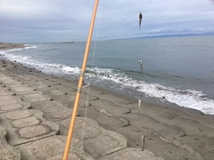 シロギスの釣果