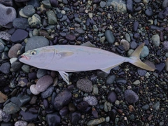 イナダの釣果