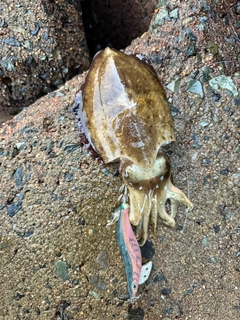コウイカの釣果