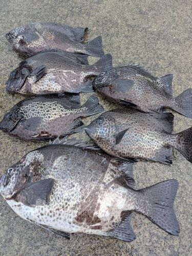 イシガキダイの釣果