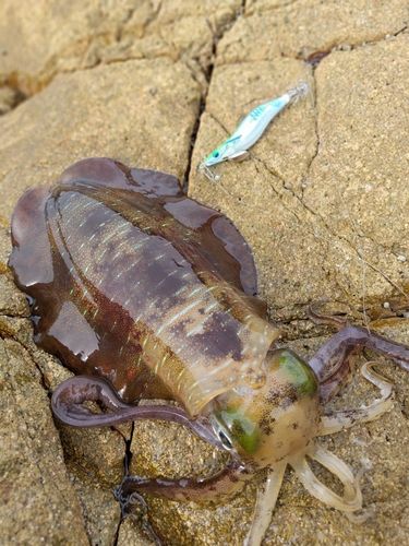 アオリイカの釣果