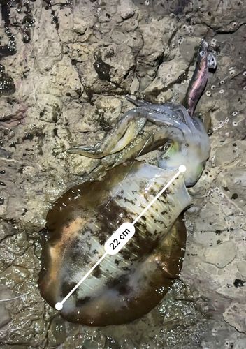 アオリイカの釣果