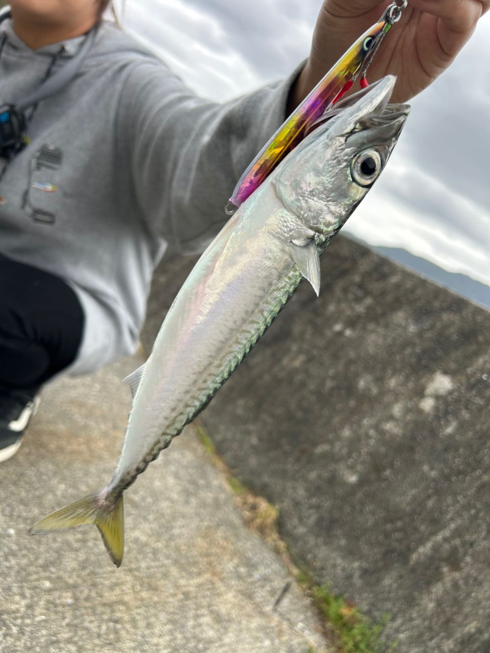 サバ