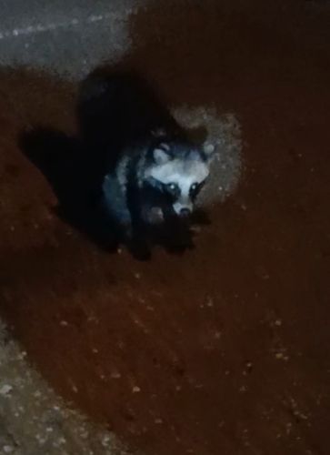 タヌキメバルの釣果