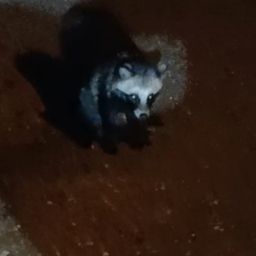 タヌキメバル
