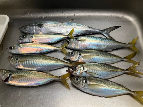 アジの釣果