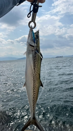 サゴシの釣果