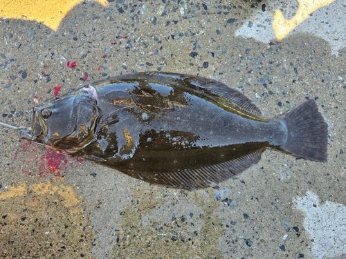 ヒラメの釣果