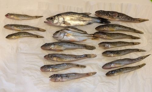 ハゼの釣果