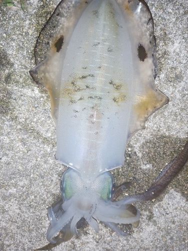 男鹿半島