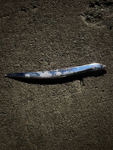 タチウオの釣果