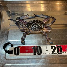 タイワンガザミ