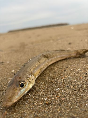 キスの釣果