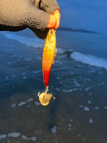 クサフグの釣果
