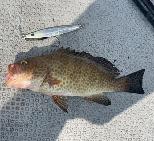 オオモンハタの釣果