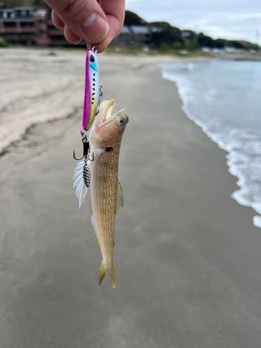 エソの釣果