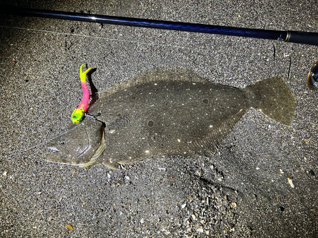 ヒラメ