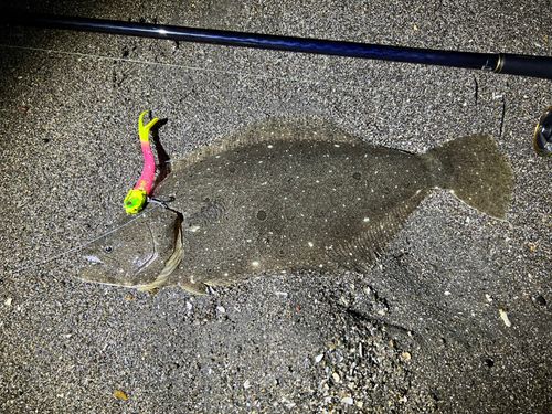 ヒラメの釣果