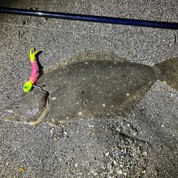 ヒラメ