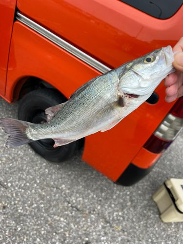セイゴ（マルスズキ）の釣果