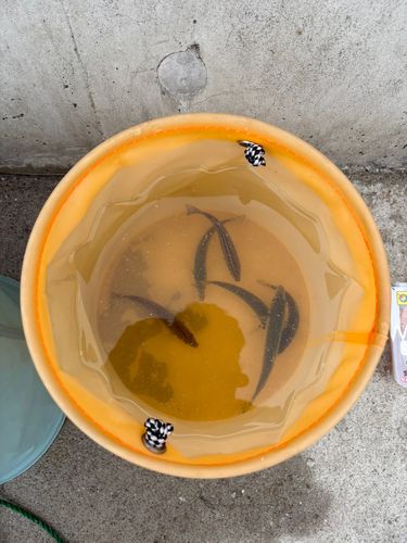 マルアジの釣果