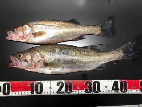 セイゴ（マルスズキ）の釣果