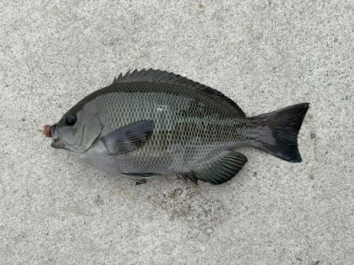 メジナの釣果