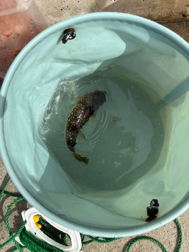 クサフグの釣果