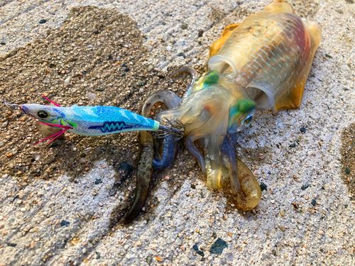 アオリイカの釣果