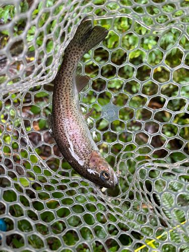 ニジマスの釣果