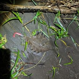 ヌマガレイ