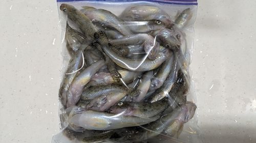 マハゼの釣果