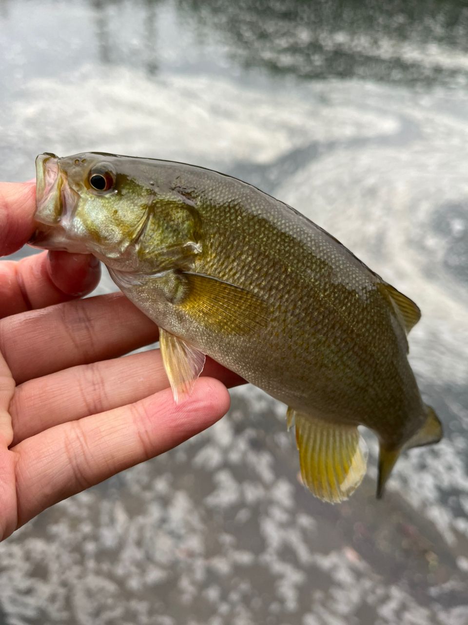 バス釣り フラッグ255 お一人様1個まで！】グローデザインワークス/フラッグ255