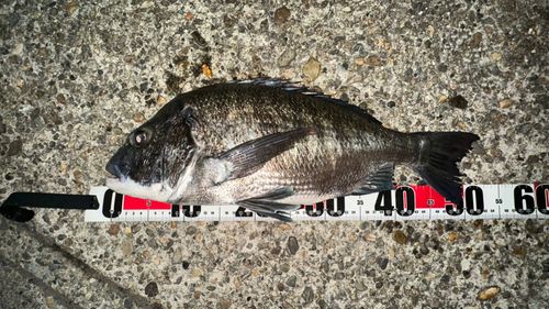 クロダイの釣果