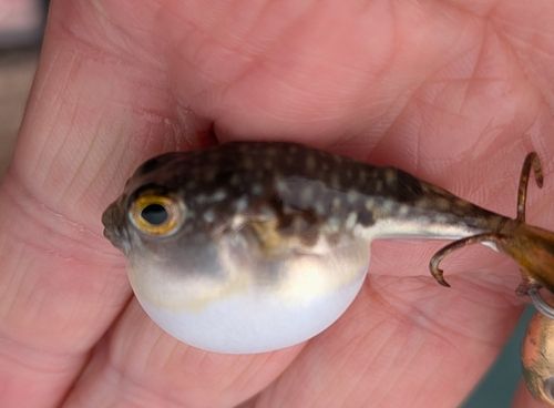 クサフグの釣果