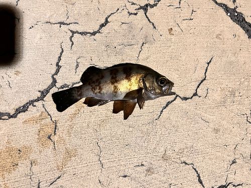 メバルの釣果