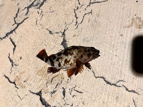 カサゴの釣果