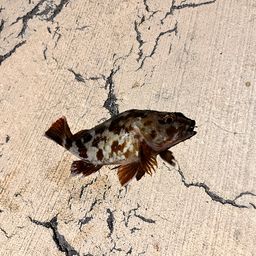 カサゴ