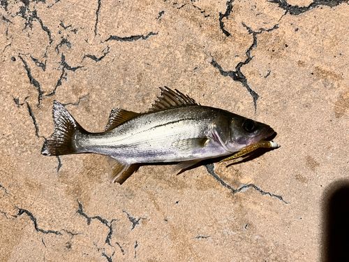 フッコ（マルスズキ）の釣果