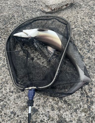 サメの釣果