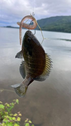 ブルーギルの釣果