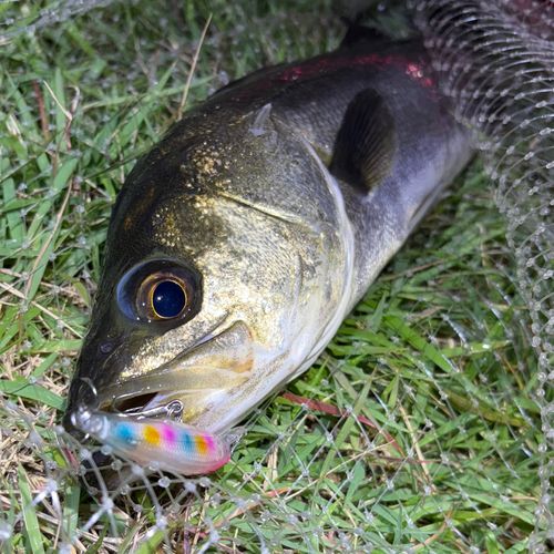 フッコ（マルスズキ）の釣果