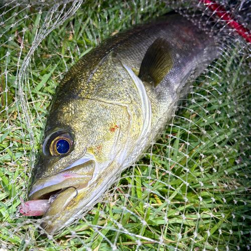 フッコ（マルスズキ）の釣果