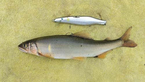 アユの釣果