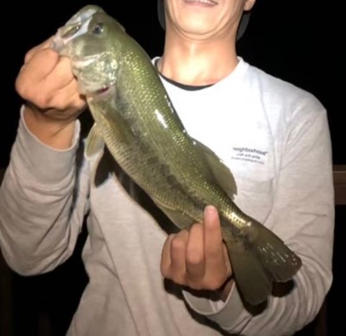 ラージマウスバスの釣果