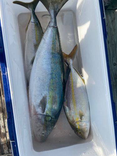ハマチの釣果