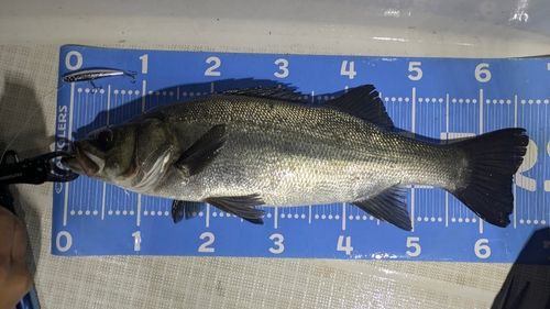 ヒラスズキの釣果