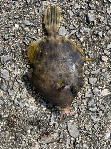 カワハギの釣果
