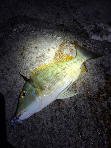 タマンの釣果