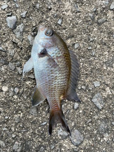 スズメダイの釣果
